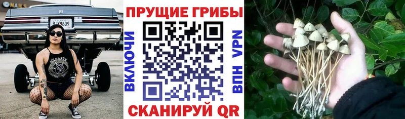 Галлюциногенные грибы Psilocybine cubensis  мега ссылка  Ивангород 